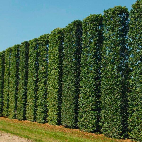 Зелений паркан з Граба Екстра 100-125см (1мп)