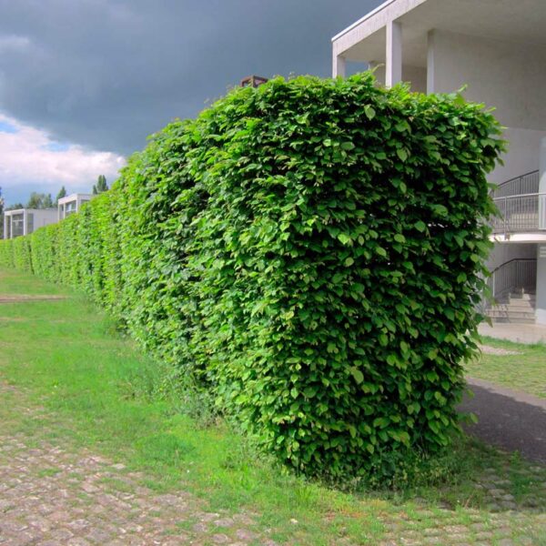 Зелений паркан з Граба Екстра 100-125см (1мп)